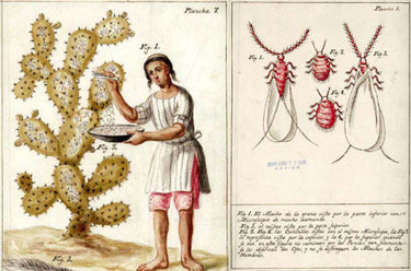 What is cochineal? Red Insect Dye